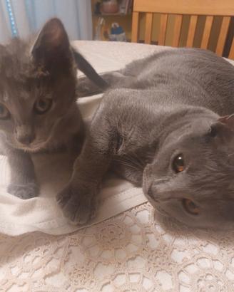 Cucciolo maschio certosino 3 mesi