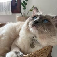 Gatto Ragdoll maschio blue point mitted per monte