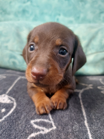 Bassottina cioccolato