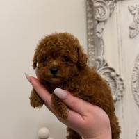 Cucciolo Barboncino Mini Toy Red