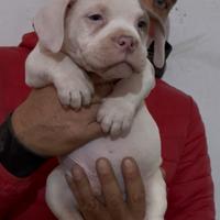 American bully