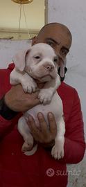 American bully