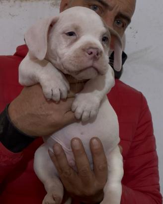 American bully