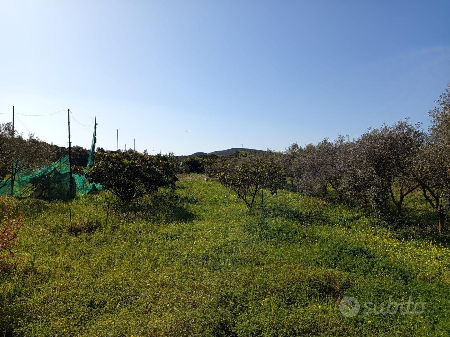 Terreno agricolo con uliveto,frutteto,attrezzatura - Vista 3