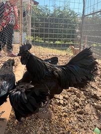 Ayam Cemani