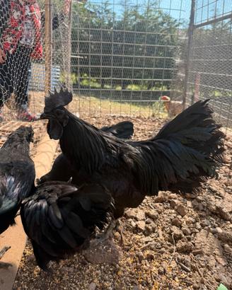 Ayam Cemani