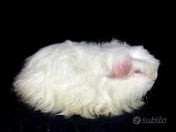 Cavie di razza selezionata