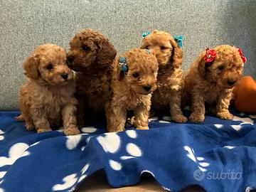 Barboncini Nani PEDIGREE ENCI