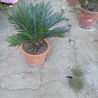 Pianta cycas