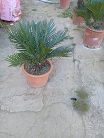 Pianta cycas
