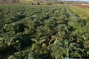Terreno agricolo