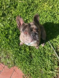 Bulldog Francese senza pedegree