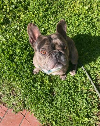 Bulldog Francese senza pedegree