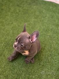 Bulldog francese palermo