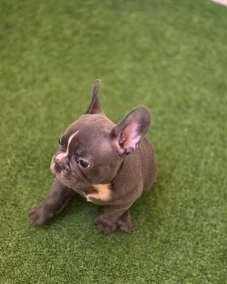 Bulldog francese palermo