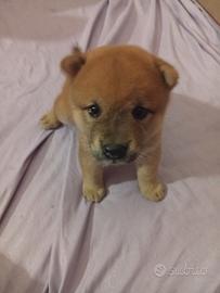 shiba femmina 