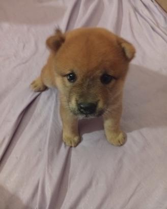 shiba femmina 