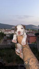 Animali