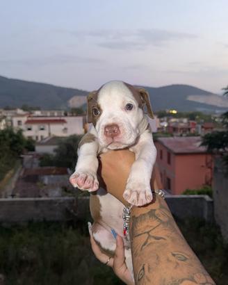 Animali