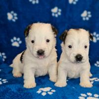Cuccioli di jack russel terrier