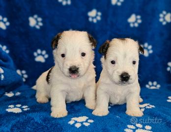 Cuccioli di jack russel terrier