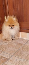Spitz di Pomerania nano