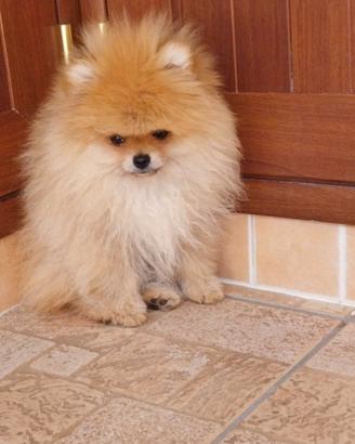 Spitz di Pomerania nano