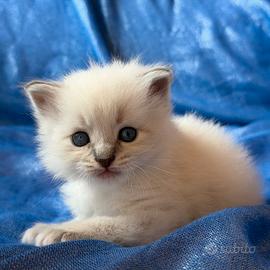 Cuccioli Siberiano Neva Masquerade AFSI WCF