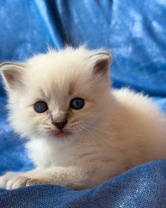 Cuccioli Siberiano Neva Masquerade AFSI WCF