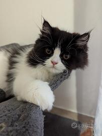 Gattino Persiano Cucciolo Bicolore