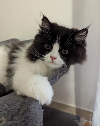 Gattino Persiano Cucciolo Bicolore