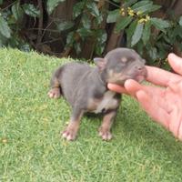 Pitbull tricolor