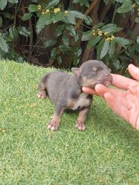 Pitbull tricolor