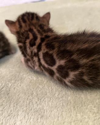 Cuccioli gatto bengala