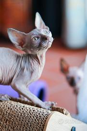 Gattina Sphynx Blue Tortie