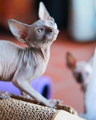 Gattina Sphynx Blue Tortie