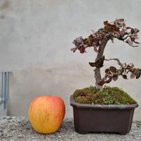 Bonsai di pianta Edera 