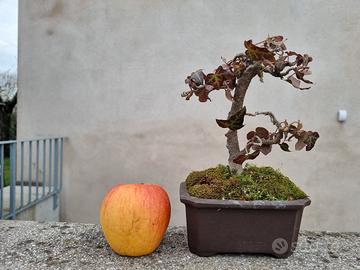 Bonsai di pianta Edera 