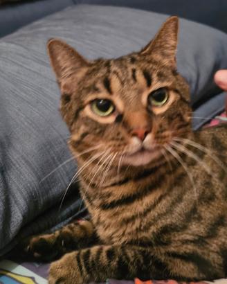Gatto europeo