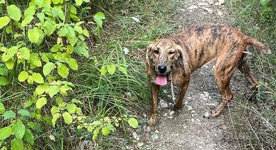 Cane da caccia