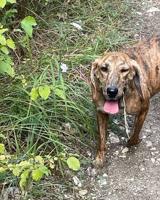 Cane da caccia