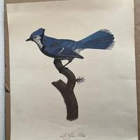 Incisione Antica Barraband 1806 - Le Geai Bleu - R