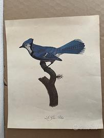 Incisione Antica Barraband 1806 - Le Geai Bleu - R