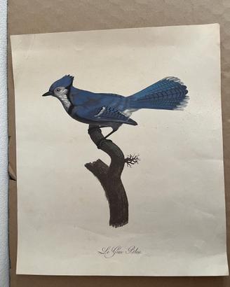 Incisione Antica Barraband 1806 - Le Geai Bleu - R