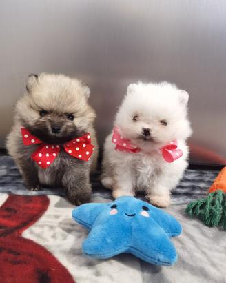 Volpino pomerania maschio/femmina CUCCIOLI