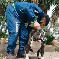 American bully maschio