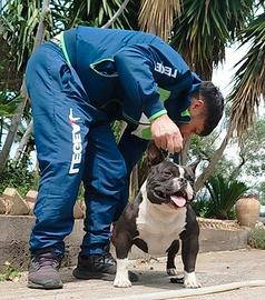 American bully maschio