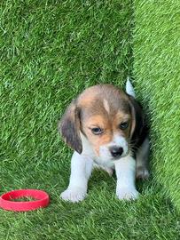 Beagle