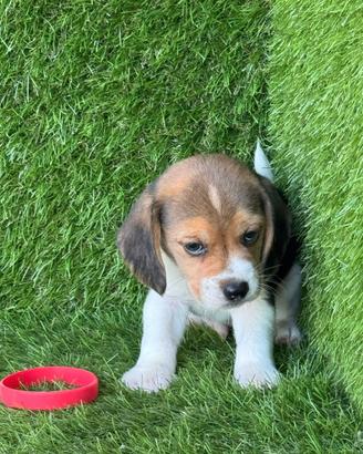 Beagle