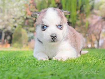Cucciola di husky bianca e nera